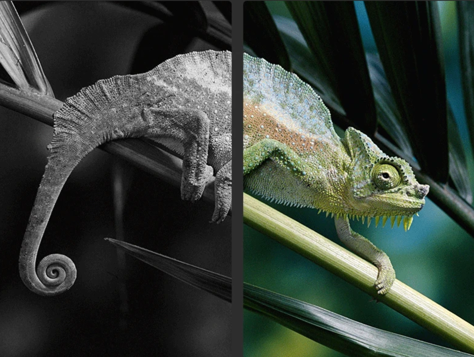 Caméra Vision Nocturne Infrarouge Pour Lunette de visée LCD Alpha Monoculaire Chasse