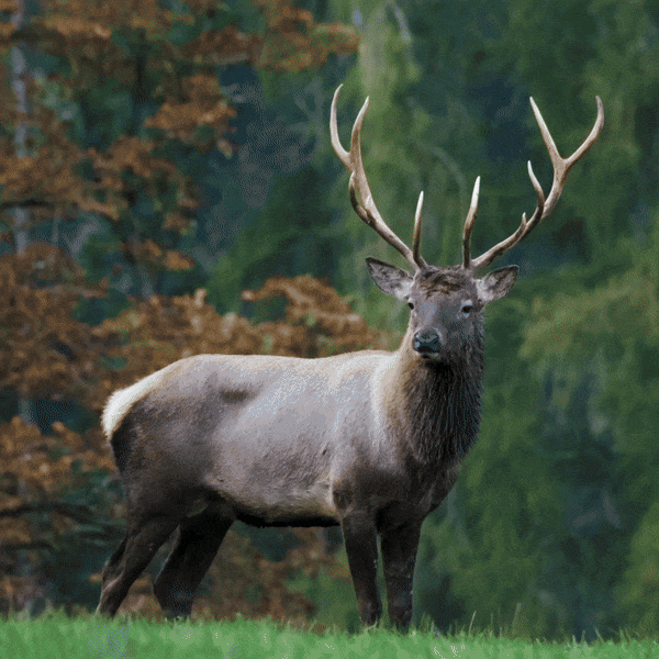 camera de chasse 4g connectée au téléphone