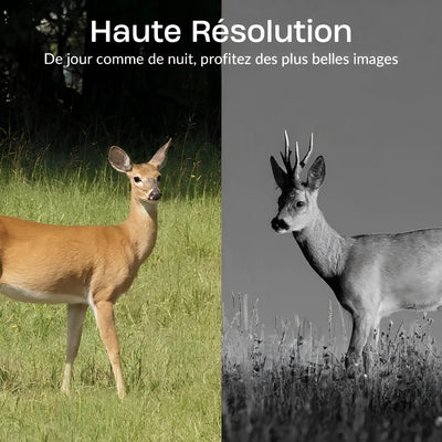 camera de chasse 