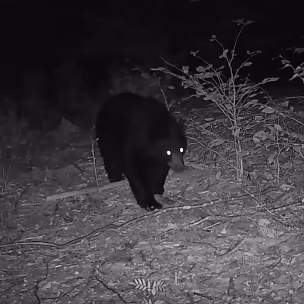 camera de chasse 