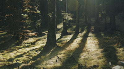 Caméra de chasse 4G avec vision nocturne pour surveillance extérieure
