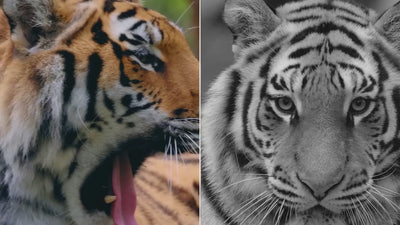 Jumelles Vision Nocturne Infrarouge 300M 36MP Photo et 4K Vidéo | NV2180