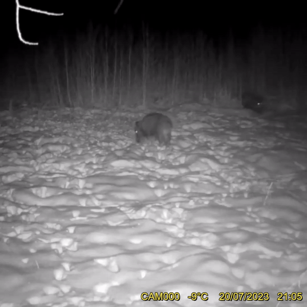 videos camera de chasse piege photos